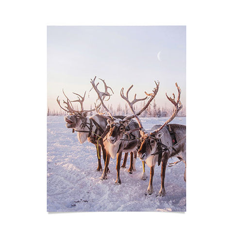 Dagmar Pels Reindeer portrait in snow Poster