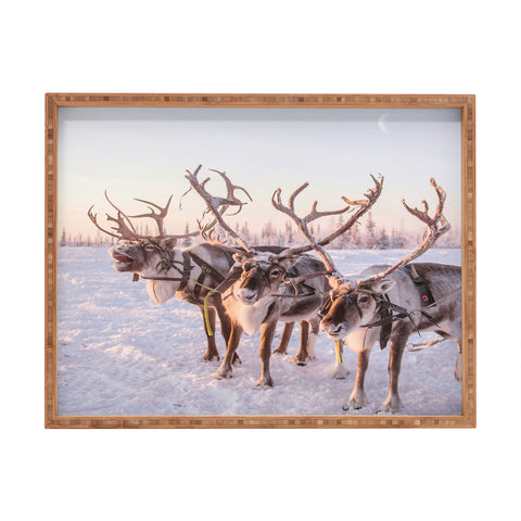 Dagmar Pels Reindeer portrait in snow Rectangular Tray