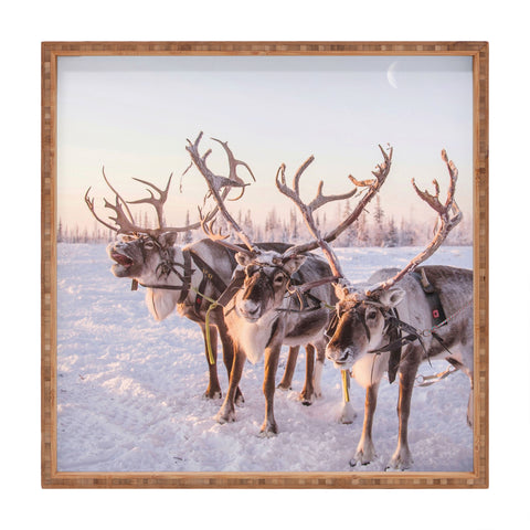 Dagmar Pels Reindeer portrait in snow Square Tray
