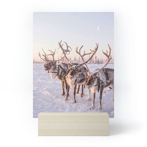Dagmar Pels Reindeer portrait in snow Mini Art Print