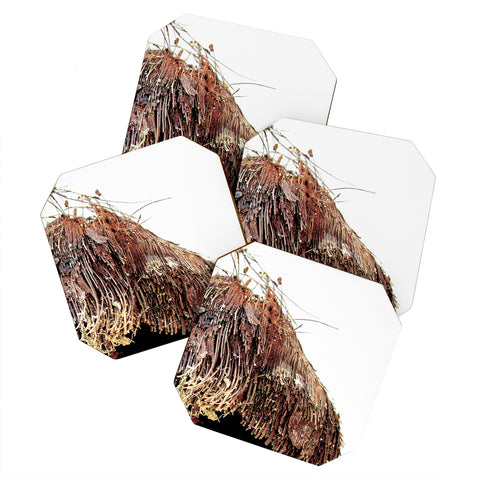 Deb Haugen Coconut 1 Coaster Set