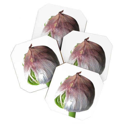 Deb Haugen Organika Coaster Set