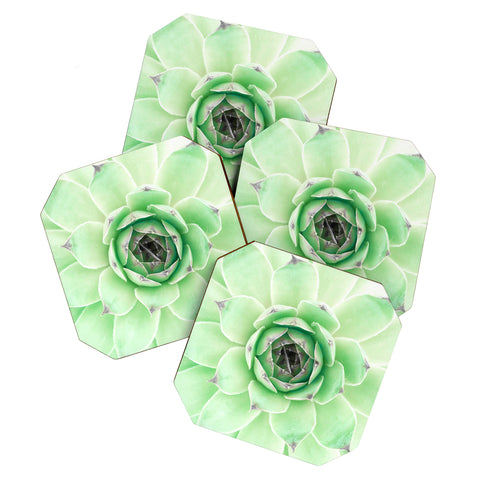 Emanuela Carratoni Mint Succulent Coaster Set