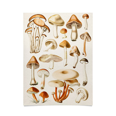 Gal Design Mushrooms Collection Poster