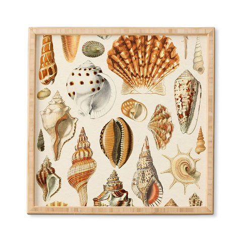 Gal Design Seashells Collection Framed Wall Art