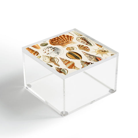 Gal Design Seashells Collection Acrylic Box