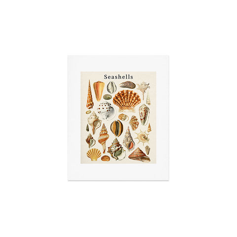 Gal Design Seashells Collection Art Print