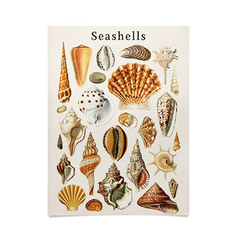 Gal Design Seashells Collection Poster