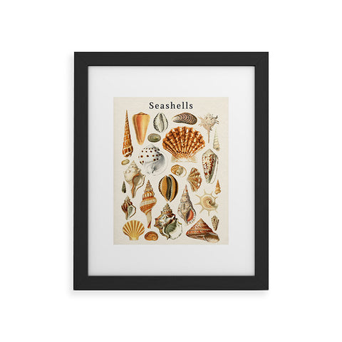 Gal Design Seashells Collection Framed Art Print
