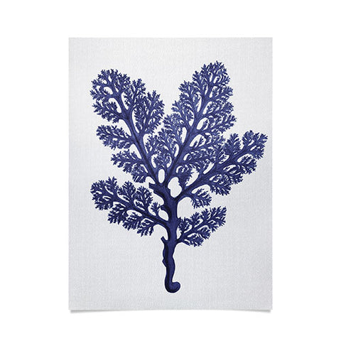 Gal Design Seaweed 2 Poster