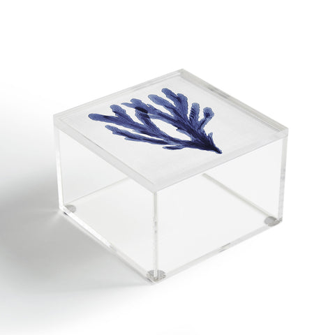 Gal Design Seaweed 6 Acrylic Box