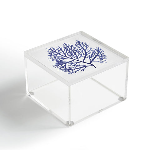 Gal Design Seaweed 9 Acrylic Box