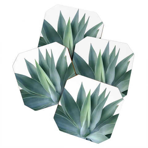 Gale Switzer Agave Blanco Coaster Set