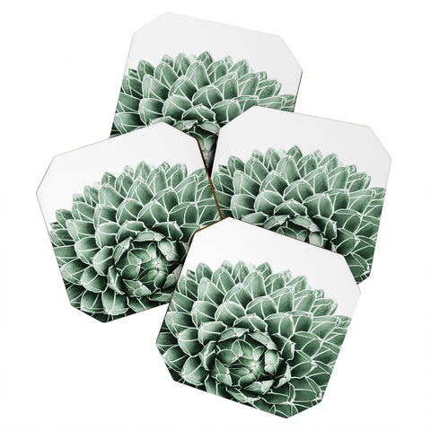 Gale Switzer Succulent splendour Coaster Set