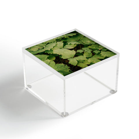 Hannah Kemp Achlys Triphylla Acrylic Box
