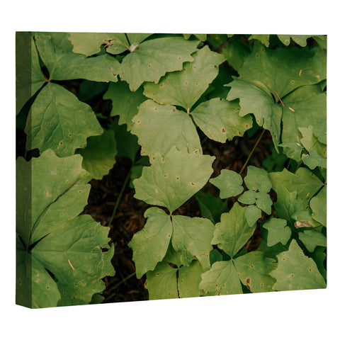 Hannah Kemp Achlys Triphylla Art Canvas