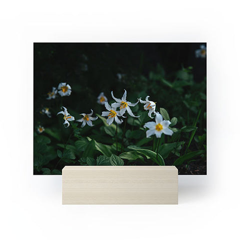 Hannah Kemp Avalanche Lilies Mini Art Print