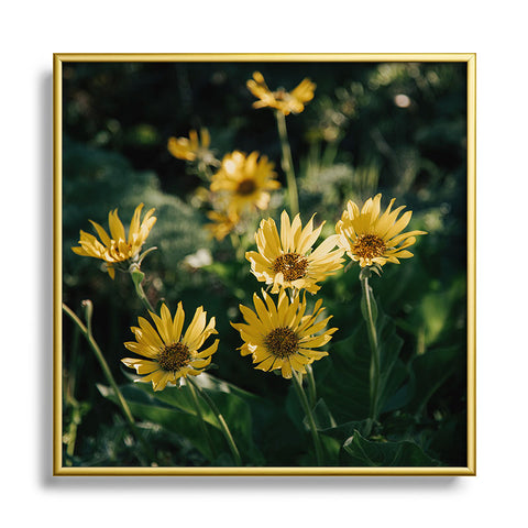 Hannah Kemp Balsamorhiza Sagittata Square Metal Framed Art Print