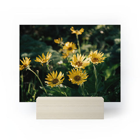 Hannah Kemp Balsamorhiza Sagittata Mini Art Print