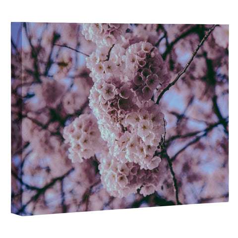 Hannah Kemp Cherry Blossoms Photo Art Canvas