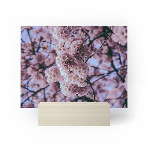 Hannah Kemp Cherry Blossoms Photo Mini Art Print