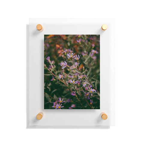 Hannah Kemp Eucephalus Ledophyllus Floating Acrylic Print