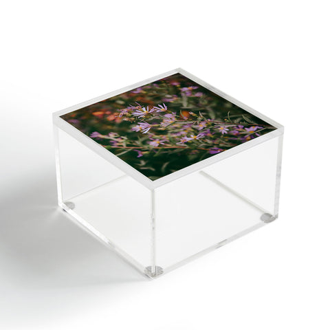 Hannah Kemp Eucephalus Ledophyllus Acrylic Box
