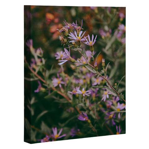 Hannah Kemp Eucephalus Ledophyllus Art Canvas