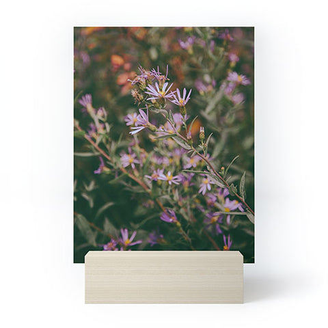 Hannah Kemp Eucephalus Ledophyllus Mini Art Print