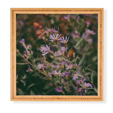 Hannah Kemp Eucephalus Ledophyllus Framed Wall Art