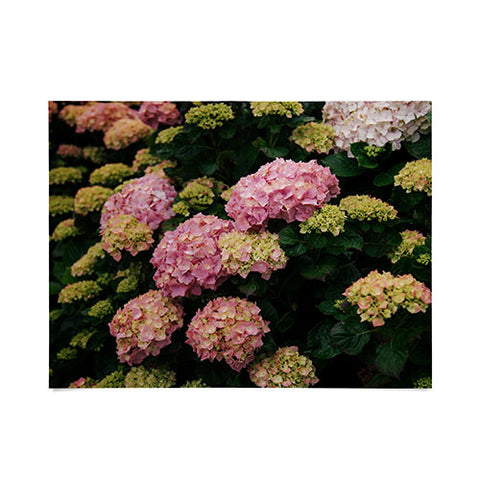 Hannah Kemp Hydrangeas Poster