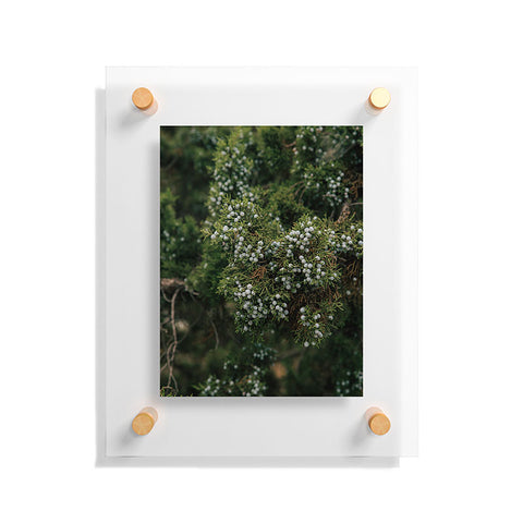 Hannah Kemp Juniper Floating Acrylic Print