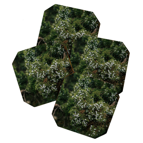 Hannah Kemp Juniper Coaster Set