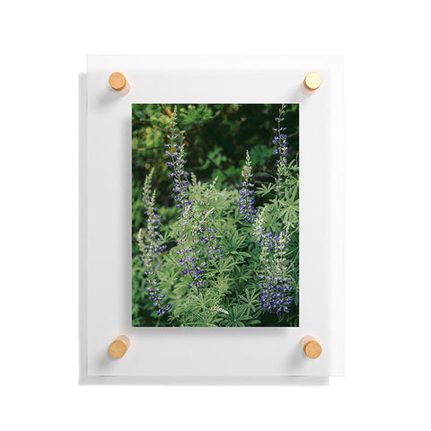 Hannah Kemp Oregon Lupine Floating Acrylic Print