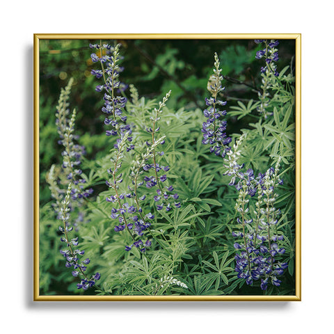 Hannah Kemp Oregon Lupine Square Metal Framed Art Print