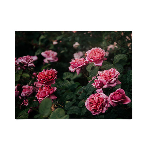 Hannah Kemp Pink Rose Garden Poster