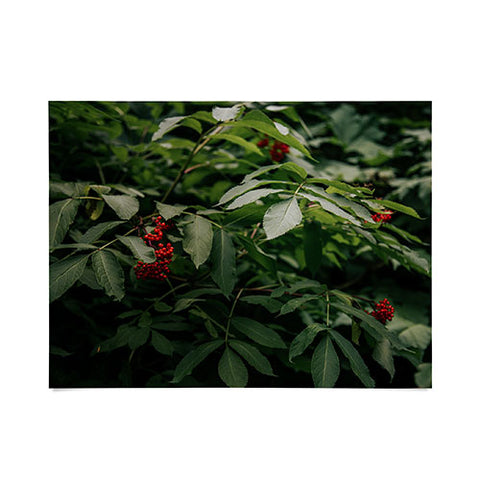 Hannah Kemp Red Elderberry Poster