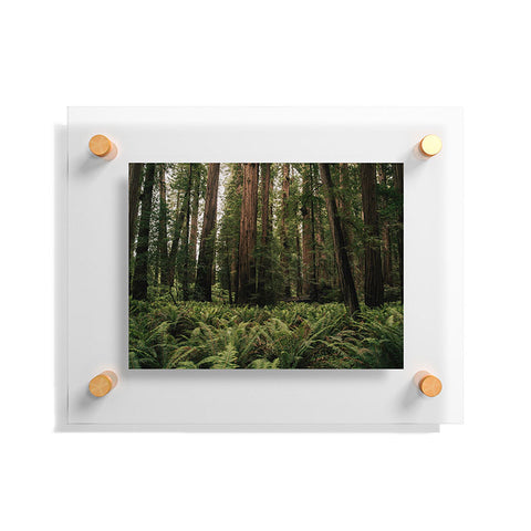 Hannah Kemp Redwood Forest Floating Acrylic Print