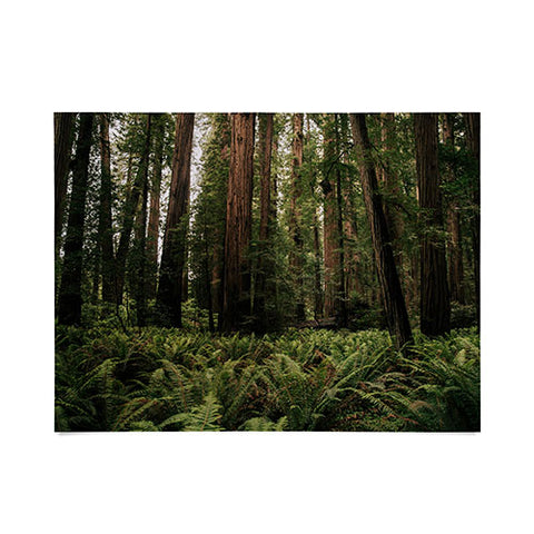 Hannah Kemp Redwood Forest Poster