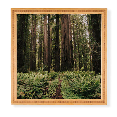 Hannah Kemp Redwood Trail Framed Wall Art