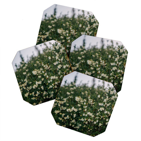 Hannah Kemp Rhododendron Albiflorum Coaster Set