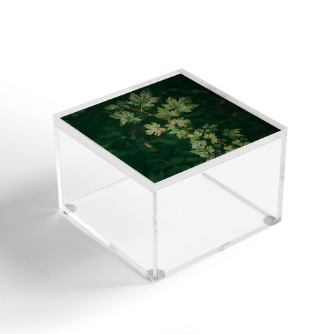 Hannah Kemp Ribes Lacustre Acrylic Box