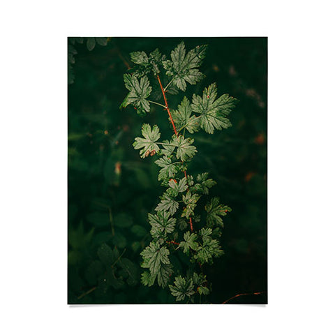 Hannah Kemp Ribes Lacustre Poster