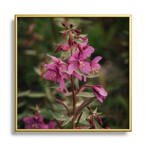 Hannah Kemp River Beauty Willowherb Square Metal Framed Art Print