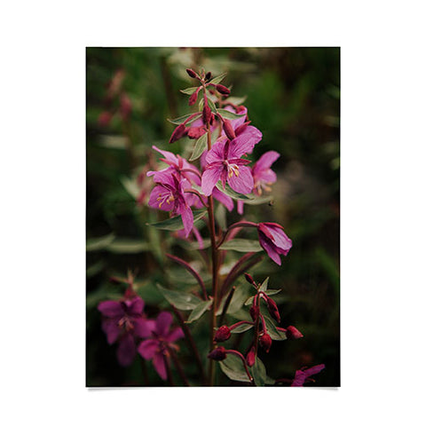 Hannah Kemp River Beauty Willowherb Poster
