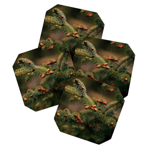 Hannah Kemp Spruce Tips Coaster Set