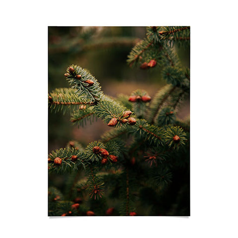 Hannah Kemp Spruce Tips Poster