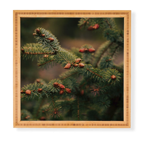 Hannah Kemp Spruce Tips Framed Wall Art