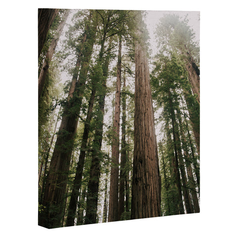 Hannah Kemp Tall Trees Art Canvas