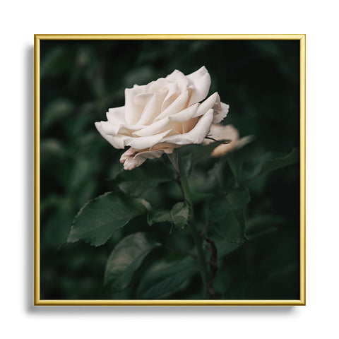 Hannah Kemp White Rose Square Metal Framed Art Print